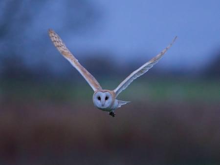 Barn Owl at Hockenhill