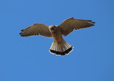 Kestrel