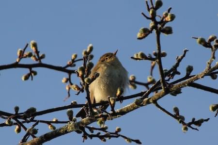 Chiff Chaff