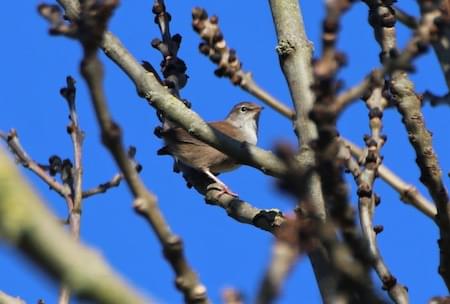 Cettis Warbler