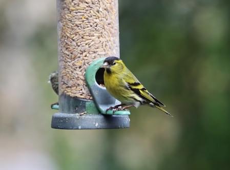 Siskin