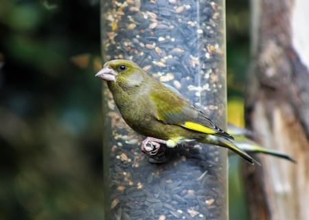 Greenfinch