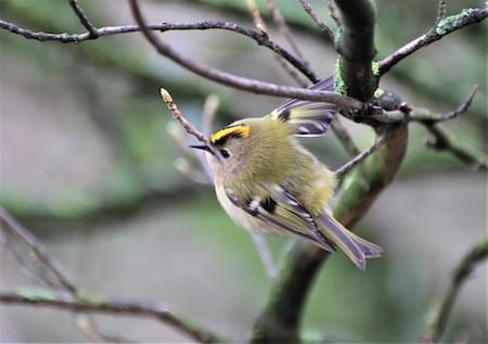 Goldcrest