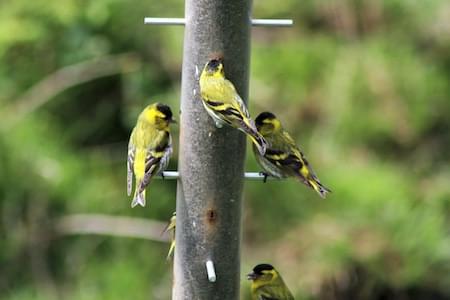 Siskin feeders