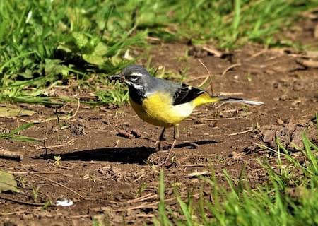 Grey Wagtail