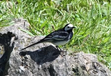 Pied Wagtail