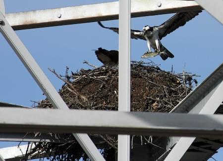 Osprey brining fish