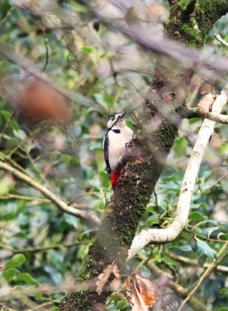 Woodpecker