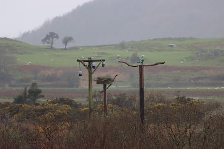 Osprey nest at Dyfi