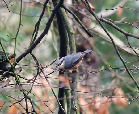 Nuthatch