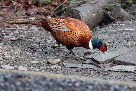 Pheasant - male