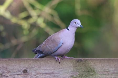 Collared Dove