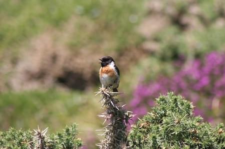 Stonechat