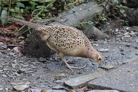 Pheasant - female