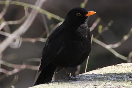 Blackbird - male