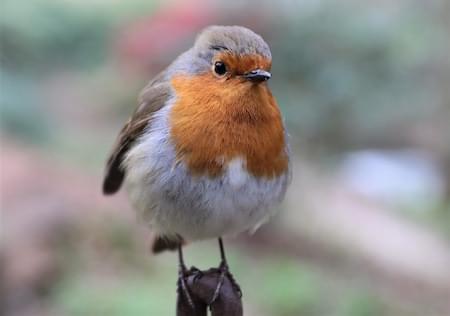 Robin