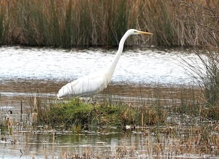 Great White Egret