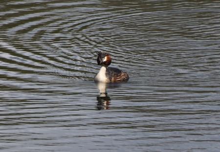 Great Crested Grebe