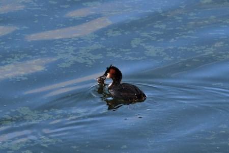 Great Crested Grebe fishing