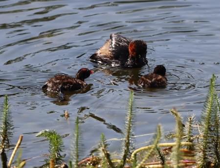 Dabchick feeding young