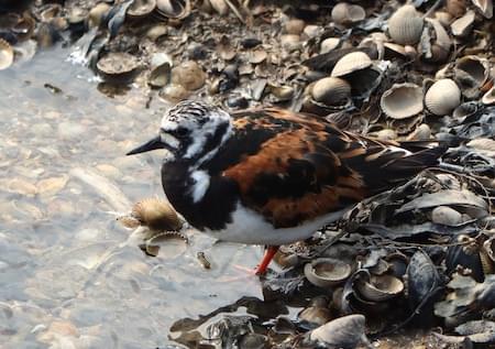 Turnstone in close up