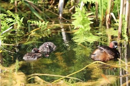 Dabchick and young