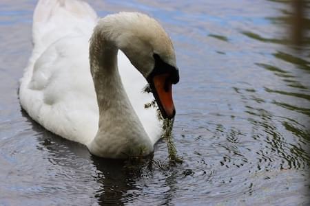 Mill Walk Swan