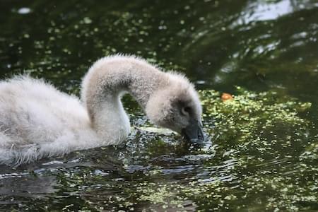 Cygnet feeding