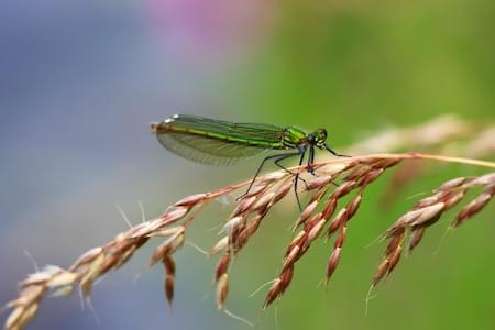 Branded Damselsly female