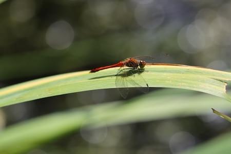 Common Darter