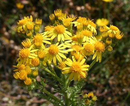 Ragwort