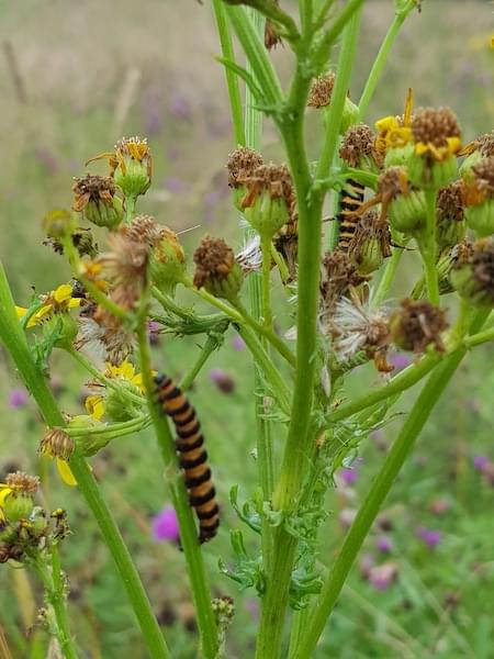 Ragwort in a normal season