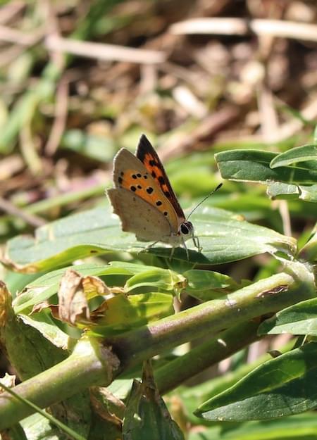 Small Copper Butterfly