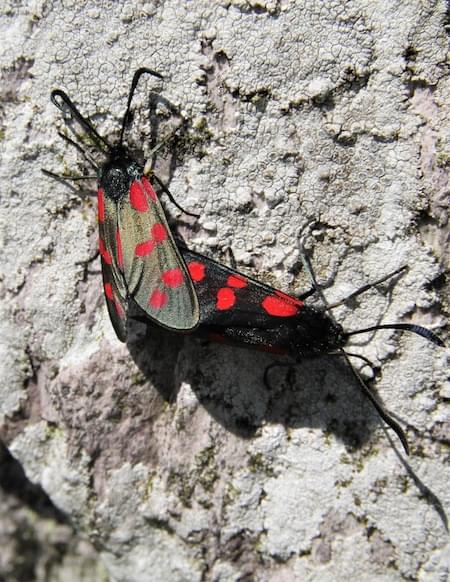 Burnet Moths