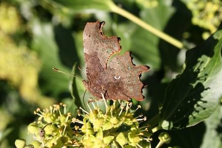 Comma Butterfly