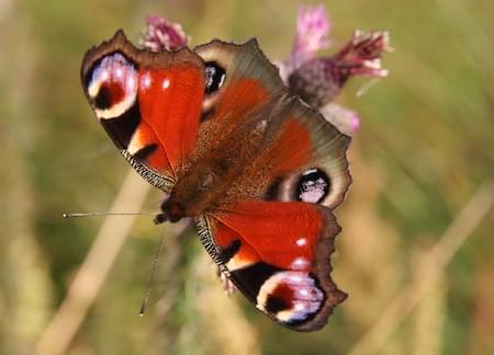 Peacock Butterfly