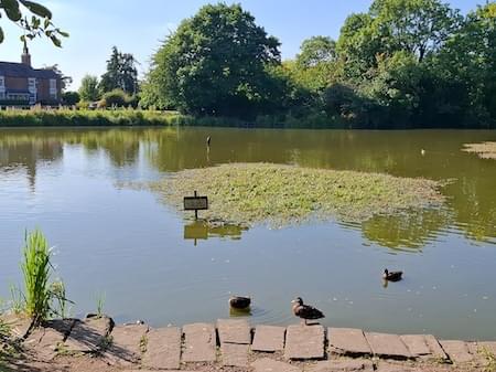 Amphibious Bistort on Christleton Pit