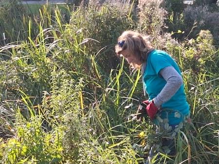 Cutting Brambles