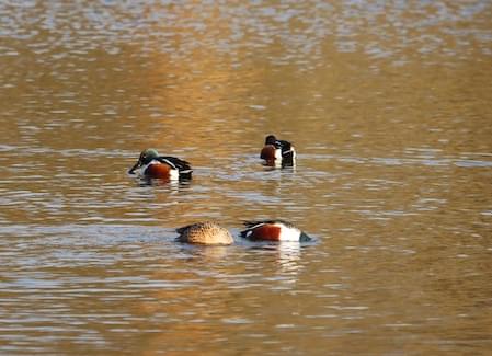 Mating Display of Shoveler