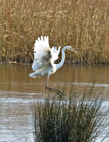 Great White Egret