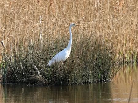 Great White Egret - New Species at the Pit