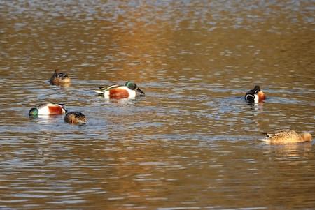 Return of the Shoveler