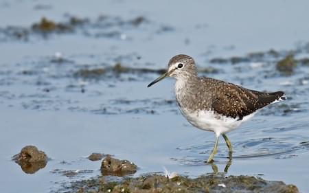 Green Sandpiper