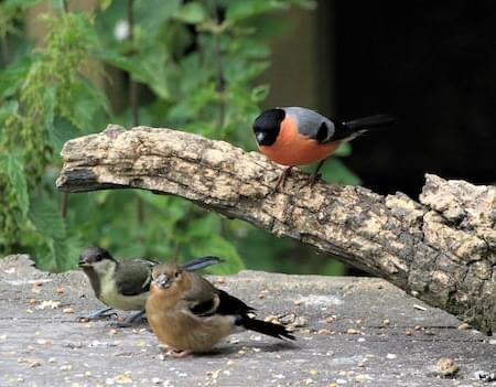 Bullfinches