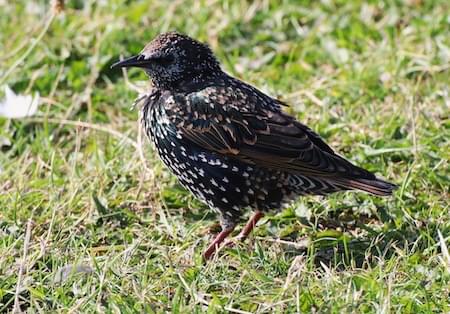 Starling