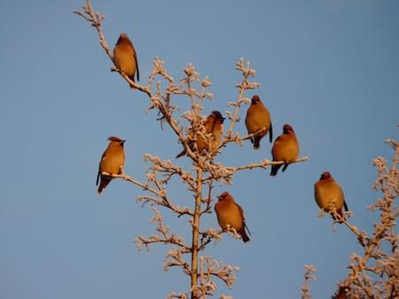 Waxwings