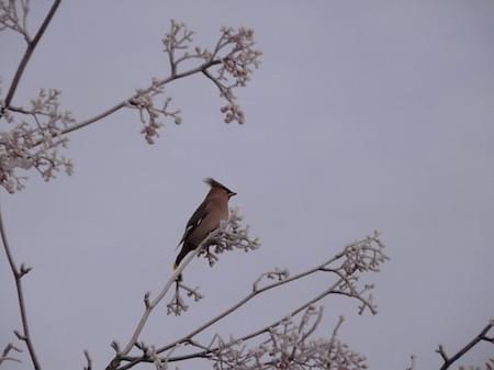 Waxwing