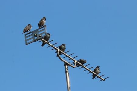 Starlings