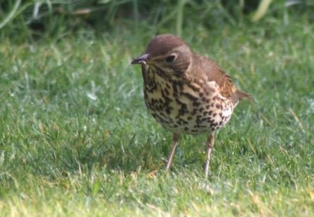 Songthrush