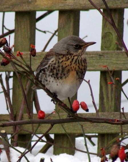 Fieldfare